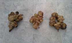 Jerusalem Artichokes