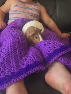 Guinea pigs
