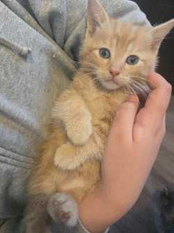 Cats/kittens