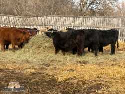 Replacement heifers