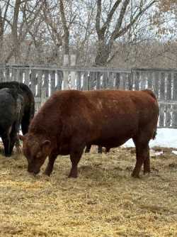 Red Angus Bull
