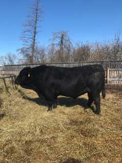 Bull 