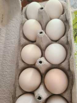 Icelandic Hatching Eggs/c