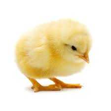 Looking to purchase chick