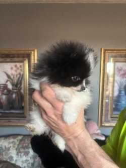 Ckc reg pomeranians
