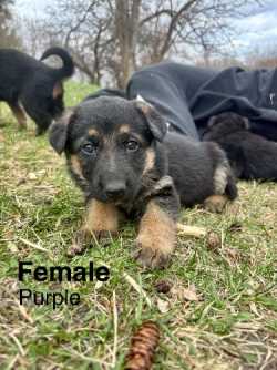 German Shepherd Puppies