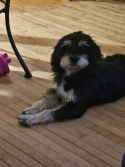 Small dogs (puppies)