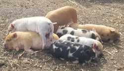 Kunekune Piglets