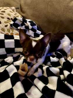 Young male Chihuahua 