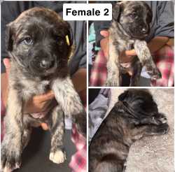 Brindle Female puppy